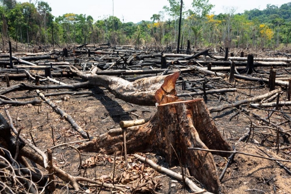 Dia do Meio-Ambiente: com Bolsonaro aumentaram desmatamento e queimadas na Amazônia