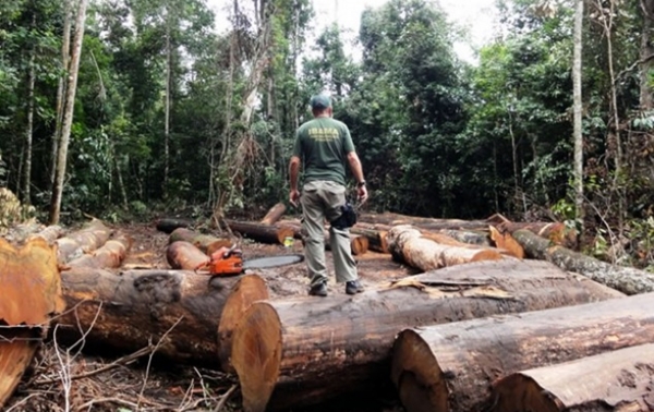 No governo Bolsonaro, o Brasil tem batido recordes de desmatamento das florestas, uma preocupação  mundial