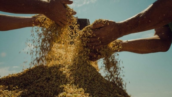 COMIDA NA MESA - Setores reacionários e ligados aos grandes latifundiários no Congresso Nacional querem criminalizar o MST, que produz mais de 27 toneladas de arroz orgânico por ano