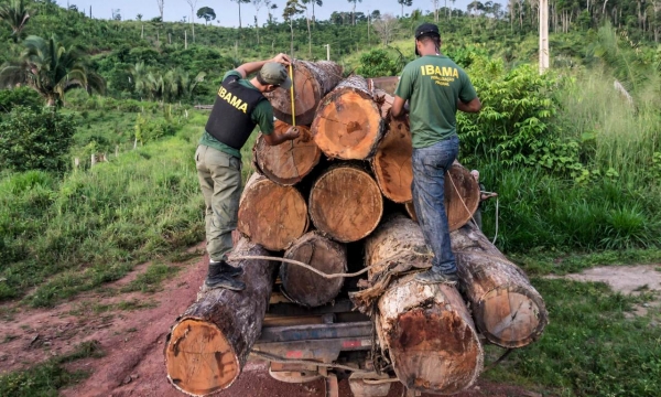 A Caixa Econômica Federal vai utilizar dinheiro de um fundo criado a partir das multas aplicadas pelo Ibama para recuperação florestas na Amazônia 