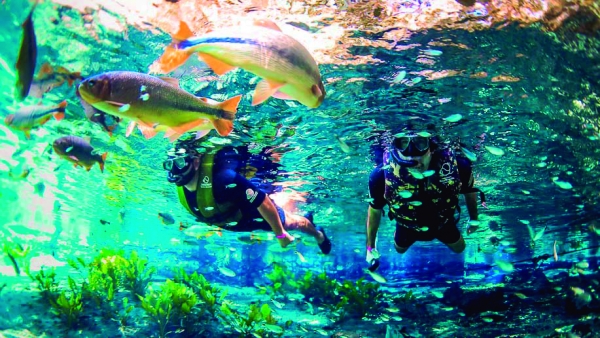 Mergulhos imperdíveis em águas cristalinas e com peixes coloridos estão entre atrações do turismo ecológico de Bonito e região do Pantanal