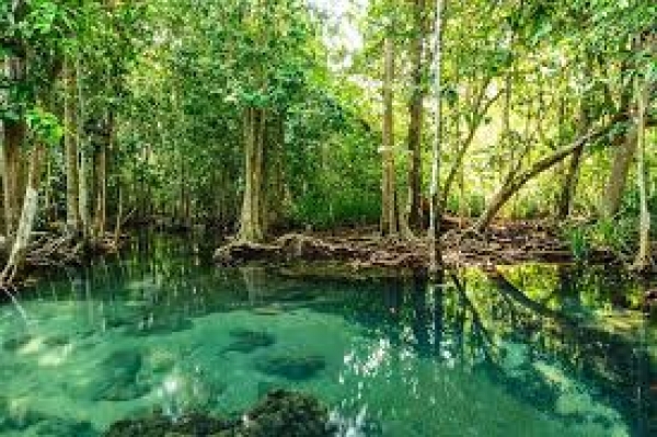 A decisão do STF, que derruba revogação do Minsitério do Meio Ambiente no governo Bolsonaro, ajuda na preservação das restingas e manguezais 